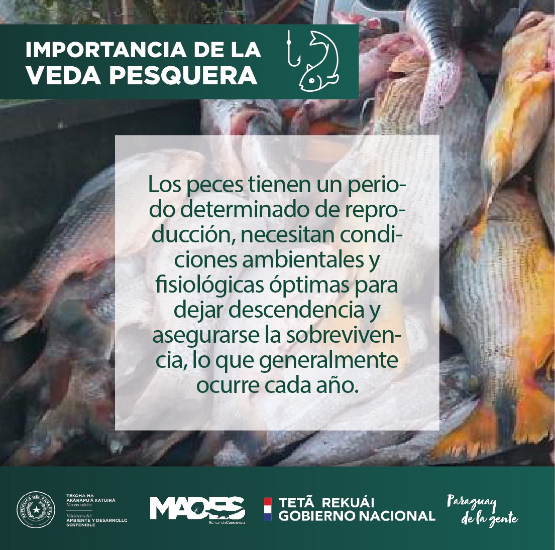 mambiente_py's tweet photo. Importancia de Veda Pesquera para la conservación del ecosistema https://t.co/a0rTrsUrQc @arieloviedo @ABCDigital @LaNacionPy @Universo970py @SomosGEN https://t.co/rZtAwJ0bxw