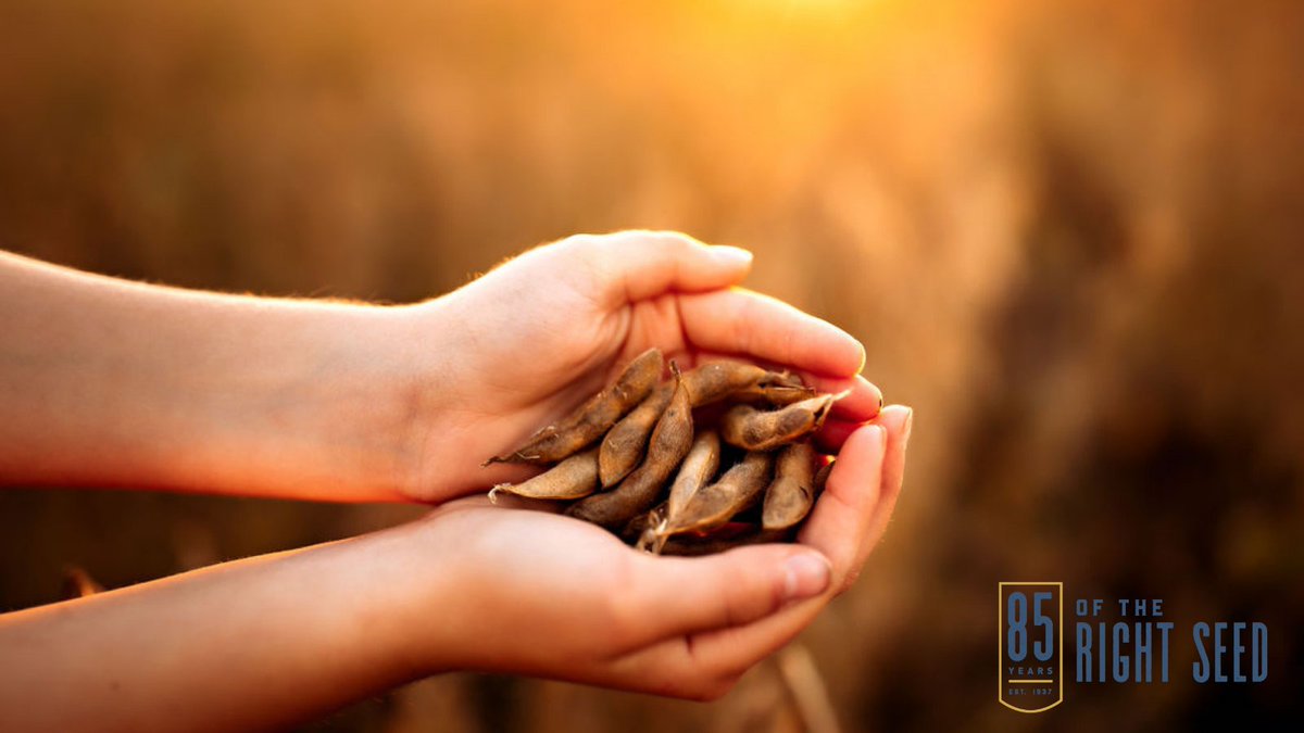 TheRightSeed's tweet photo. We have been doing this for 85 years, we promise you're in the right hands.
#85andGrowing https://t.co/AXrSh1QxS1