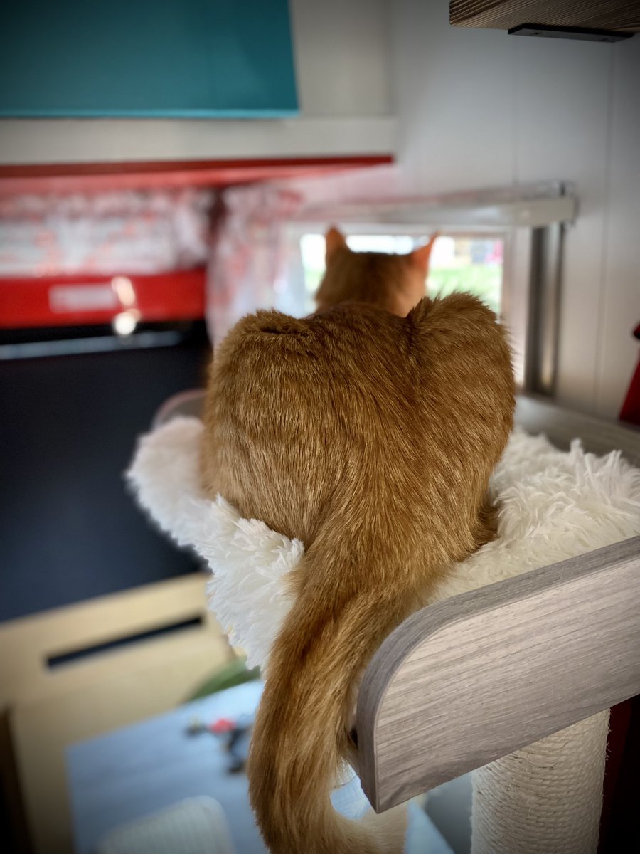 JayLeaWrites's tweet photo. Happy adoption day to SHIP! He has been duly spoiled with a 67” cat tree & treats. Here’s a photo of his Halloween costume and being a lazy boy. #Spoiled #AdoptionDay #AdoptDontShop #SHIPCat #UnicornKitty https://t.co/QsSHJsITsf