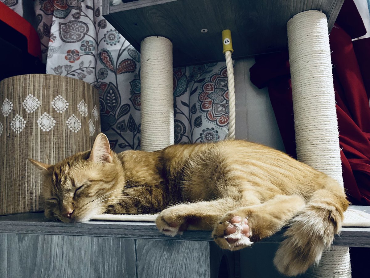 JayLeaWrites's tweet photo. Happy adoption day to SHIP! He has been duly spoiled with a 67” cat tree & treats. Here’s a photo of his Halloween costume and being a lazy boy. #Spoiled #AdoptionDay #AdoptDontShop #SHIPCat #UnicornKitty https://t.co/QsSHJsITsf