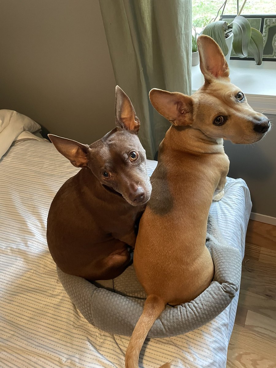 animckeev's tweet photo. Wow, our of all their customers, @Chewy has chosen me as #1 Pet Parent! #ThankyouIAccept #winner #bestpetparent #dogmom #customerforlife https://t.co/jAeWz99Pjc