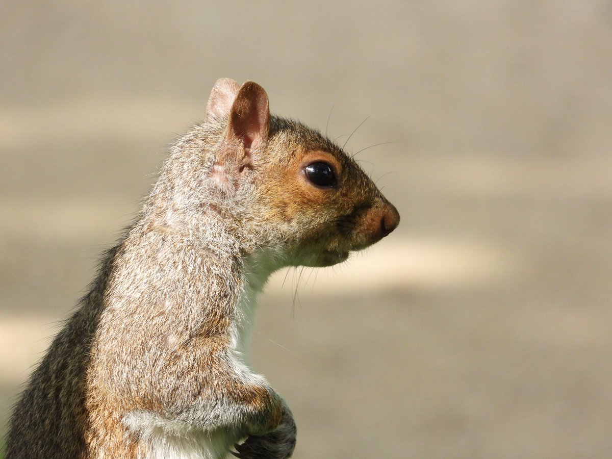 RKKwiatek's tweet photo. Chichester #Squirrels  #chichesteranimals #closeup https://t.co/C6NuBqpMaT