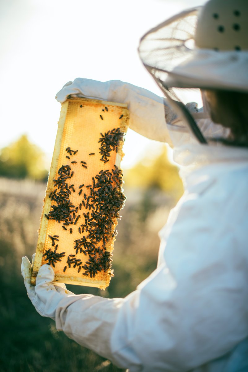 GGA_WA's tweet photo. Almost 50,000 hives in WA, that's quite a buzz. Welcome new GGA Associate Member, Bee Industry Council WA (#BICWA), leading a vibrant bee industry in WA. Pollinators provide a crucial role in biodiversity, ecosystem and agriculture services. Read more: https://t.co/MQz1eY1vVQ https://t.co/XzeKmWErpW