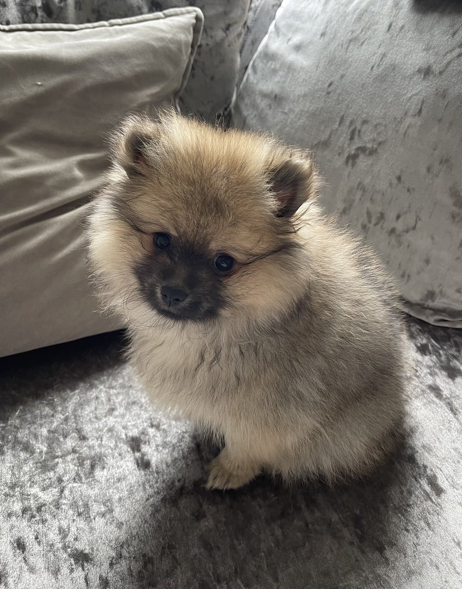 _sienxo's tweet photo. @Missguided Split with my baby Mocha 🥺❤️💸 because who can't resist this face! https://t.co/MzW9WyCIVZ