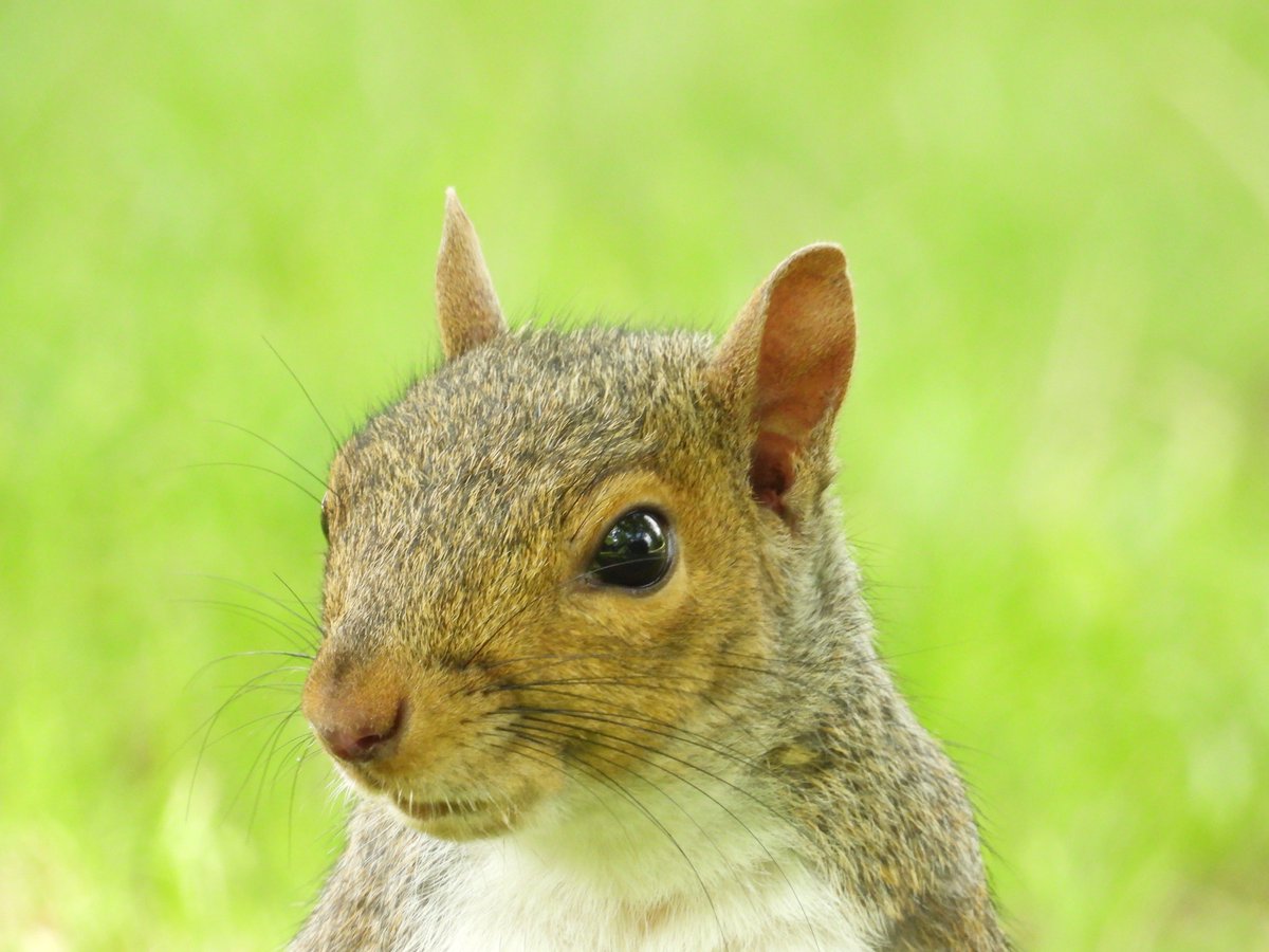 RKKwiatek's tweet photo. Chichester #Squirrels  #chichesteranimals #closeup https://t.co/C6NuBqpMaT