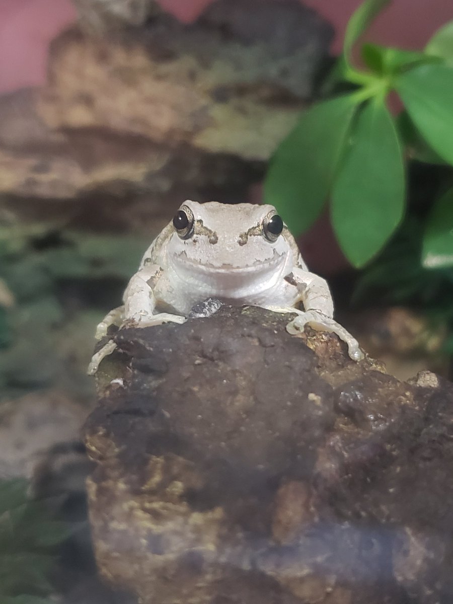 両生類 ট ইট র অন সন ধ ন