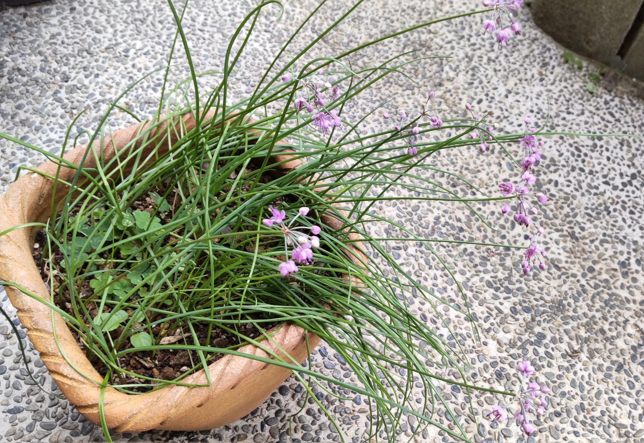 お茶子 おはようございます レタス パセリ 落花生花らっきょうが虫にも負けず育っています 野菜より の のほうが美味しいようです 花らっきょう レタス 落花生 パセリ 家庭菜園 T Co 6lhflquxy2 Twitter