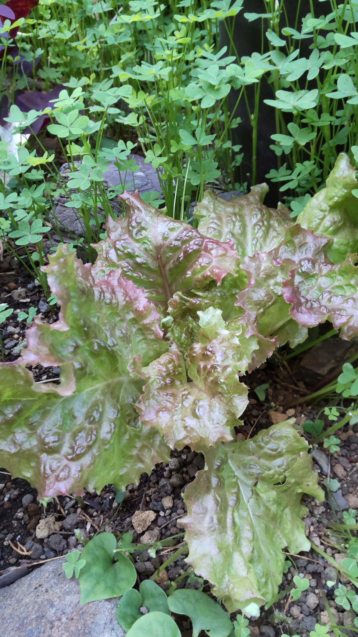 تويتر お茶子 على تويتر おはようございます レタス パセリ 落花生花らっきょうが虫にも負けず育っています 野菜より の のほうが美味しいようです 花らっきょう レタス 落花生 パセリ 家庭菜園 T Co 6lhflquxy2