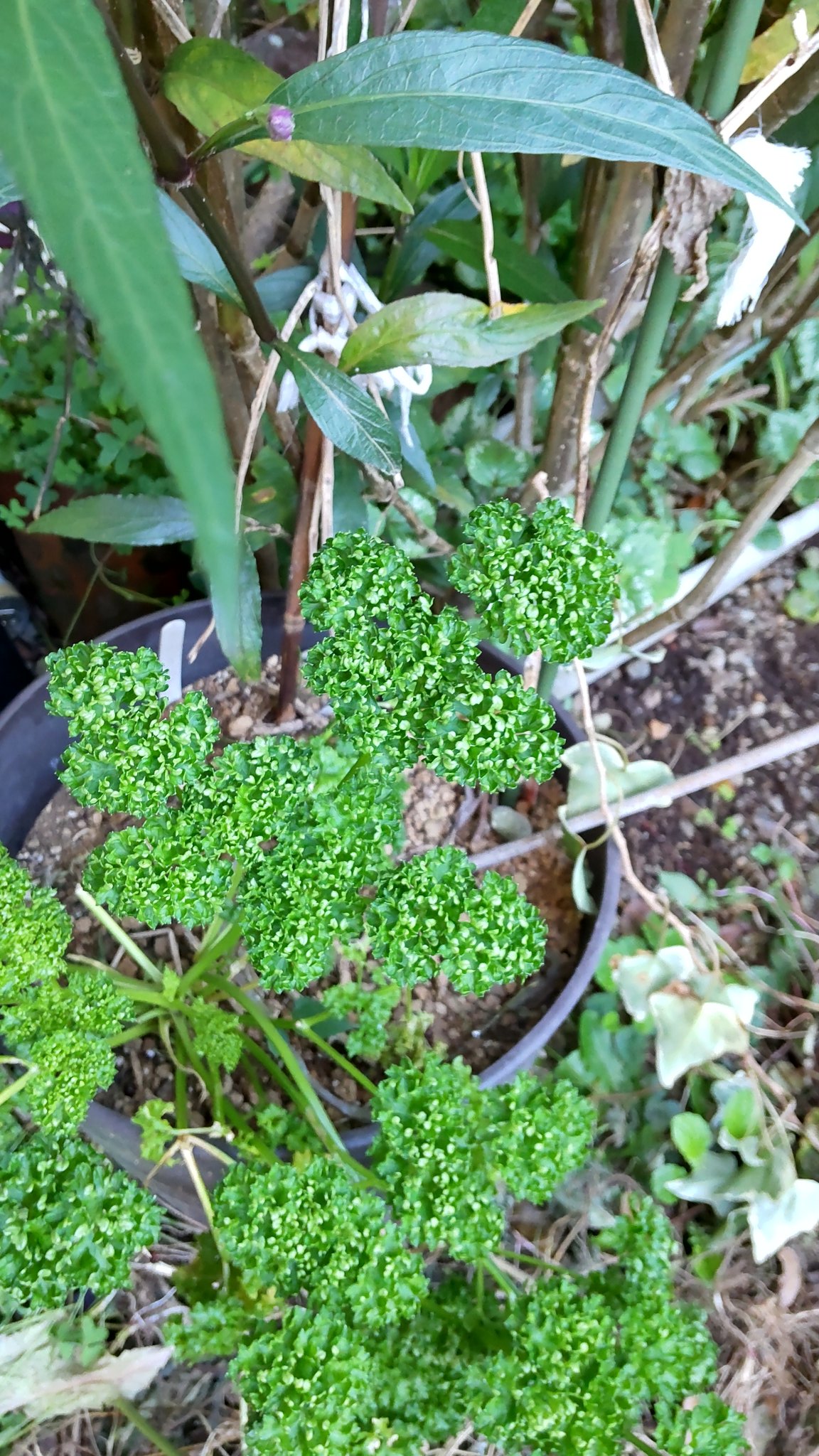 تويتر お茶子 على تويتر おはようございます レタス パセリ 落花生花らっきょうが虫にも負けず育っています 野菜より の のほうが美味しいようです 花らっきょう レタス 落花生 パセリ 家庭菜園 T Co 6lhflquxy2