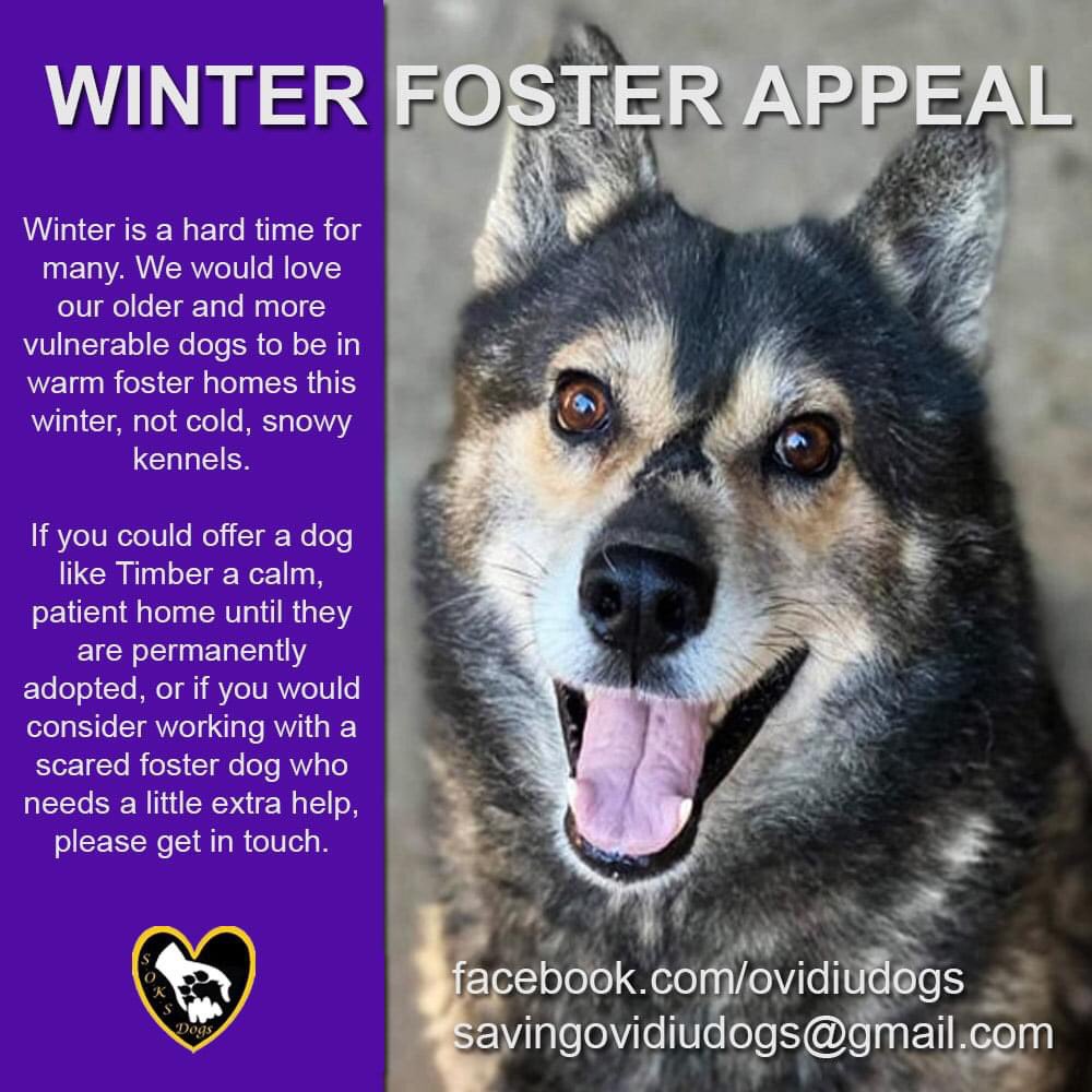 FOSTERFIRST1's tweet image. #k9hour #FosterFirst 🐾💚