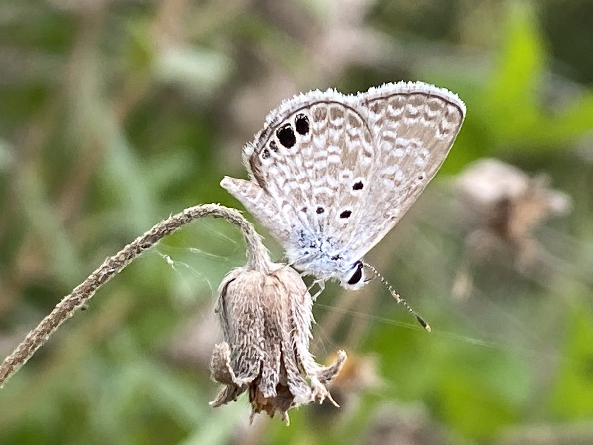 Who drives 90 minutes to spend 3 hours in a small butterfly garden at a huge state park? <a href="/NabaButterfly/">NabaButterfly</a> Festival in Texas. #MyHeartIsFluttering