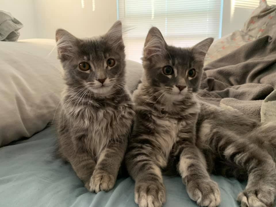 DallasPetsAlive's tweet photo. Our #greybies, Ramona and Gus, are twinning and winning. As you can see, they're settling nicely in their forever home! We have many furry kitties who are waiting to find a place to call their own. Visit our website for more adoptable kitties. https://t.co/oiK9jS4SU8 https://t.co/fWbaLGaTnL