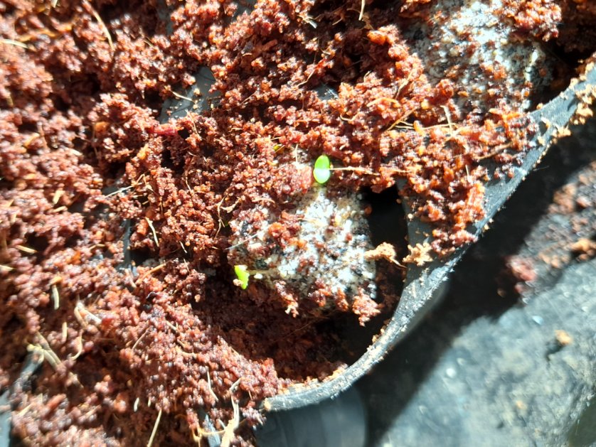 Leftover Rounded Noon-Flower seed bombs.
In 4 days of warmth in a bag with just the moisture in the bomb, they started to grow.
I've 'planted' them in coir as shallow as I would plant them in a site.

#dailylandcare #seedbombs #basalttobaylandcare #gardening #WildOz #seeds