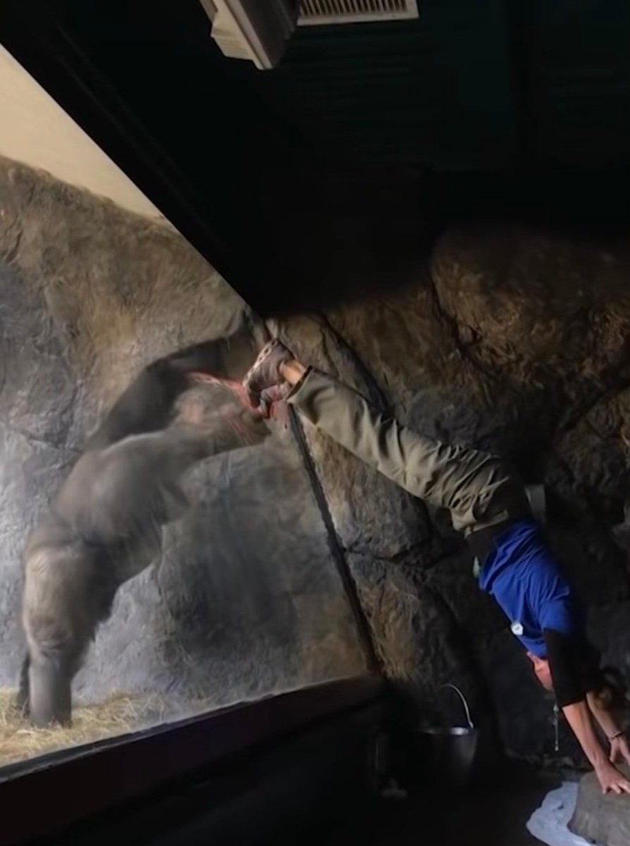 PrimatesDaily's tweet photo. Gorillas doing exercises with the zookeepers 🥺 https://t.co/naFKstiV1F