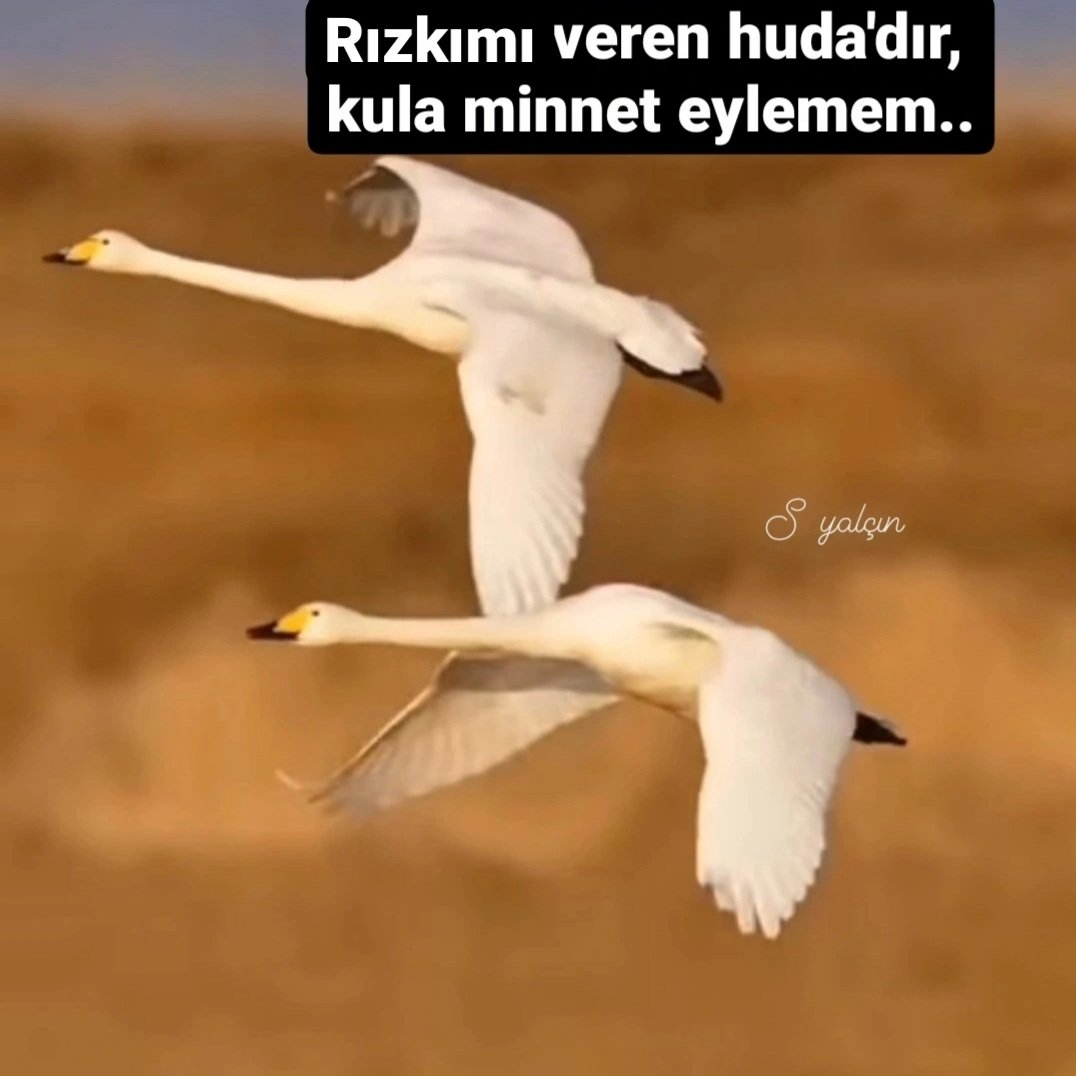 Süleyman yalçın (@suleyman3441) on Twitter photo 