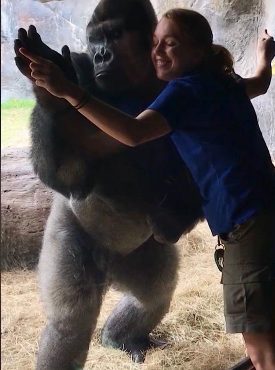 PrimatesDaily's tweet photo. Gorillas doing exercises with the zookeepers 🥺 https://t.co/naFKstiV1F