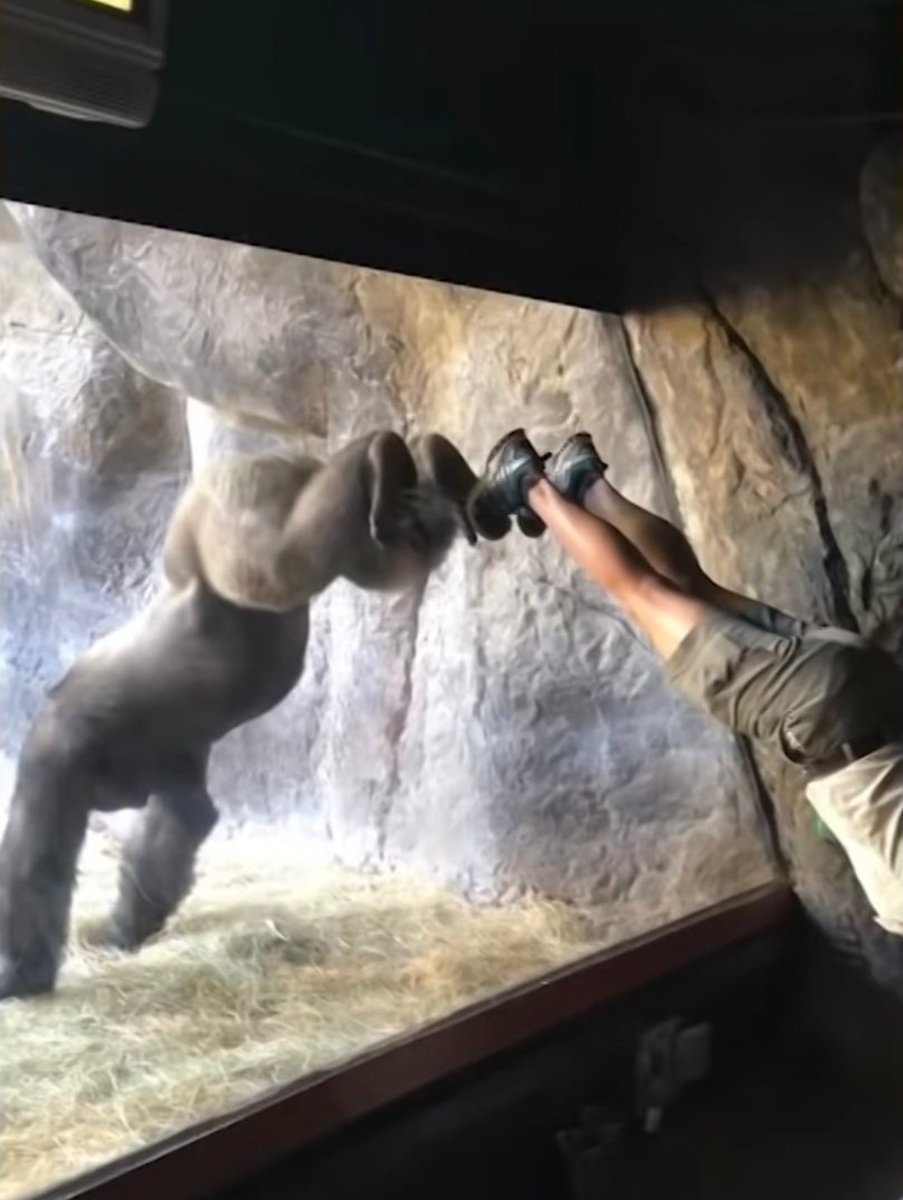 PrimatesDaily's tweet photo. Gorillas doing exercises with the zookeepers 🥺 https://t.co/naFKstiV1F