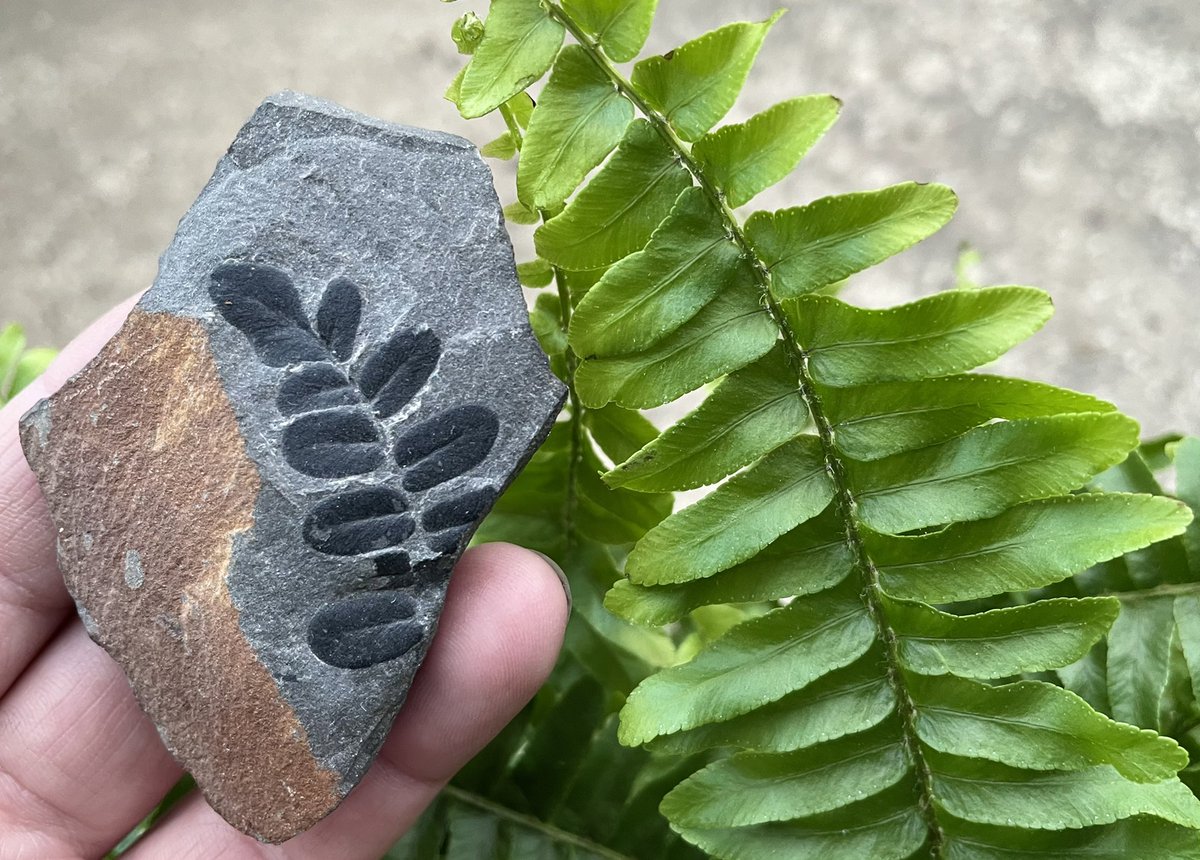 palaeokatie's tweet photo. 310 million year old seed fern Neuropteris beside a modern (true) fern 🖤 https://t.co/28lYUf0ndQ