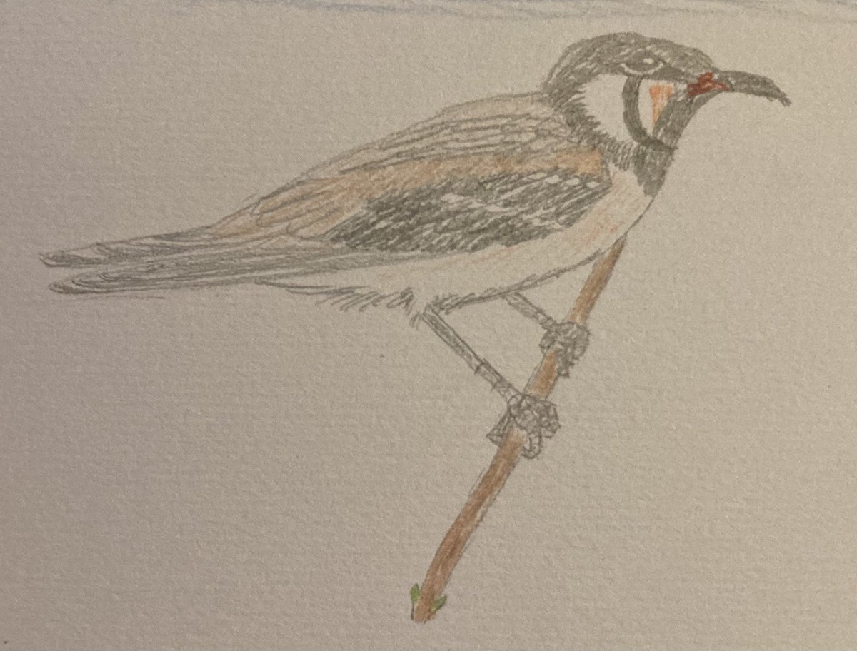 samgod96's tweet photo. Can’t honestly remember who asked for this one but an Oriental Pratincoal Tit is the latest bird to be created.
Plenty more to come…
#inventabird https://t.co/egPIdsT5Y6
