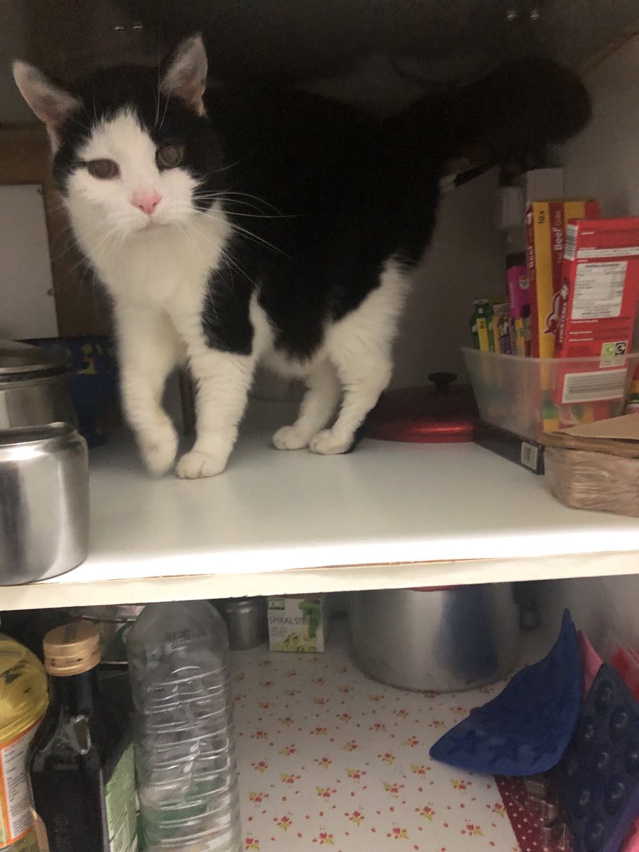 gortex2's tweet photo. Re-organising of kitchen cupboards going well. #kitchenkitty #catsoftwitter https://t.co/4Iue1aBBvA