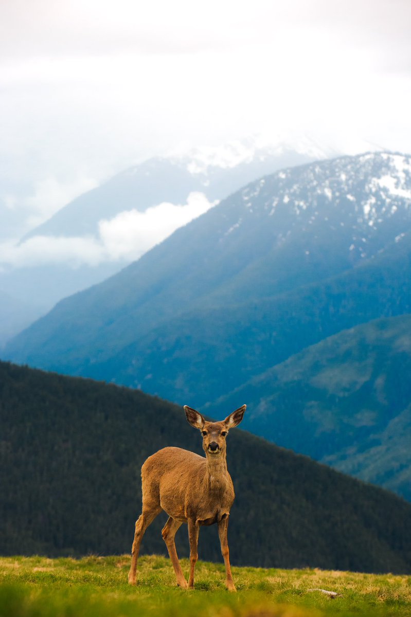 courtneylwilson's tweet photo. a doe, a deer, a female deer 🏔 https://t.co/fRQcqvBMNu