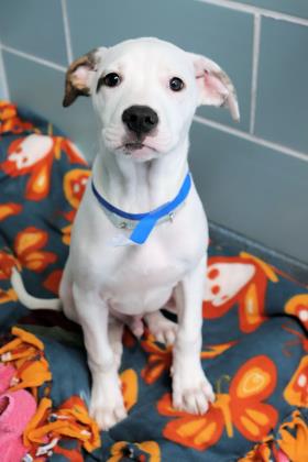 Looking for endless puppy love? Zeke and Hank will be more than happy to be your one!! #adopt adopt.adopets.com/pet/77f6a742-9… or adopt.adopets.com/pet/509b51cf-0…