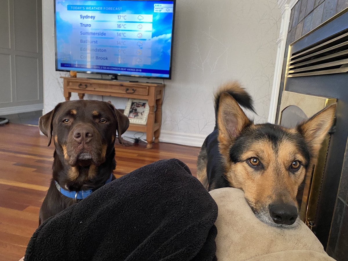 caroberts671's tweet photo. @jannarden Both rescues 
From Kentucky and Nunavut https://t.co/OTnNWx3YBg