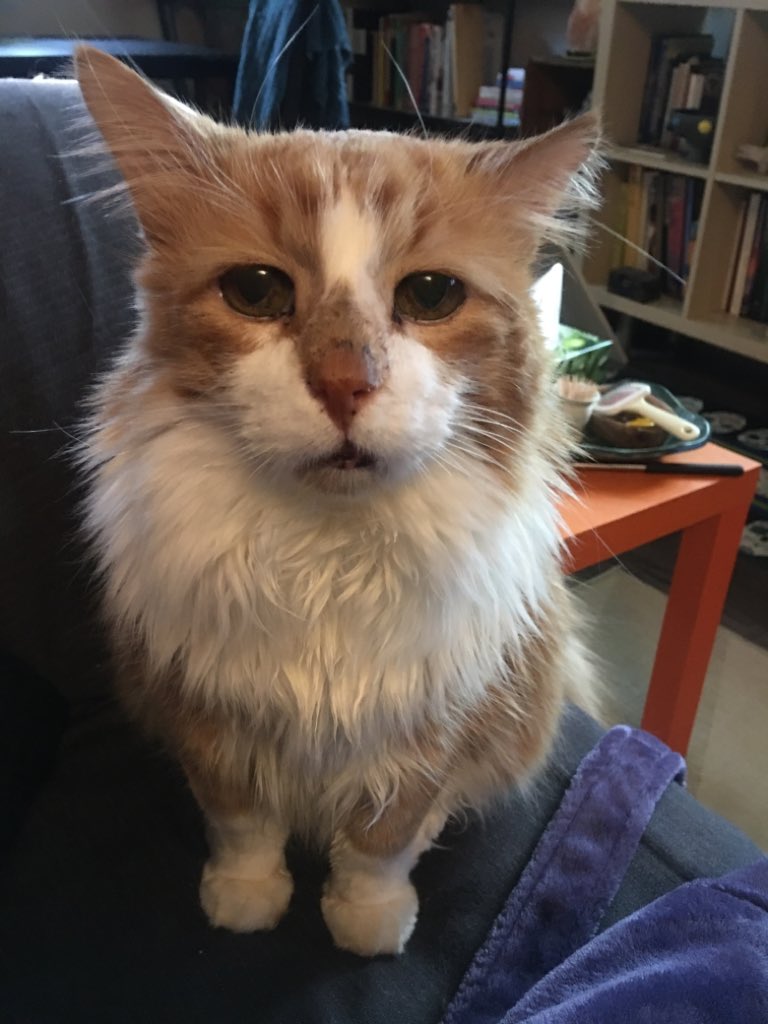 DeborahMolokach's tweet photo. @jannarden Eddie the cat. https://t.co/GxtPa3Izd7