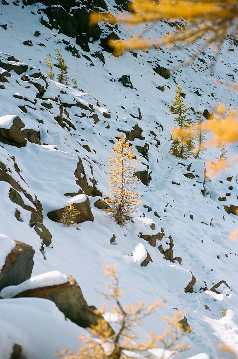 A stroll through the larches on Kodak Ultramax