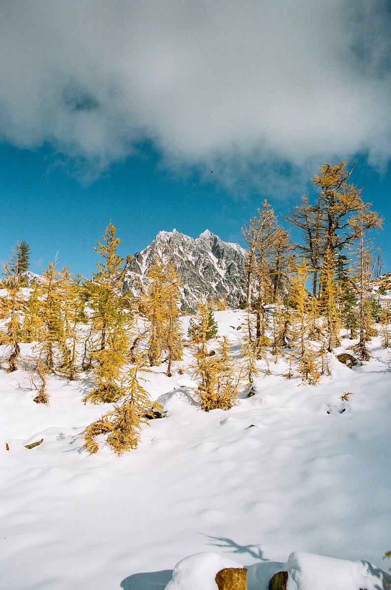 Lurkerlife's tweet photo. A stroll through the larches on Kodak Ultramax https://t.co/a5doLb9BZW