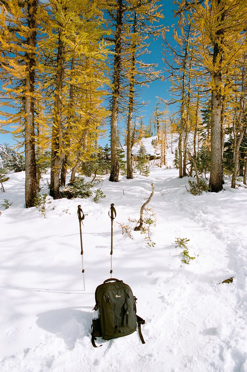 Lurkerlife's tweet photo. A stroll through the larches on Kodak Ultramax https://t.co/a5doLb9BZW