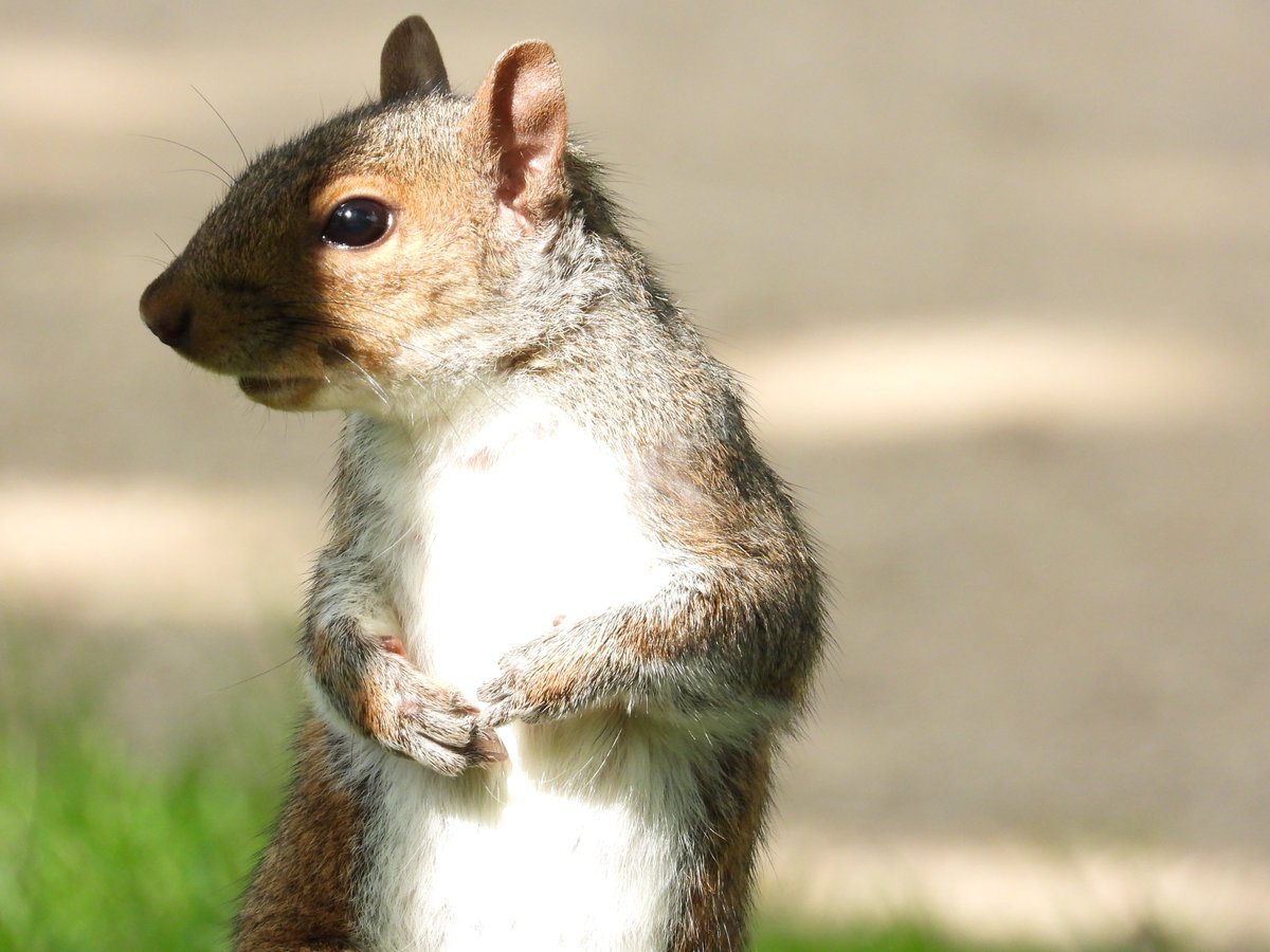 RKKwiatek's tweet photo. Chichester #Squirrels  #chichesteranimals #closeup https://t.co/C6NuBqpMaT