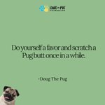 Photo by Doug The Pug Foundation (@DTPfoundation)