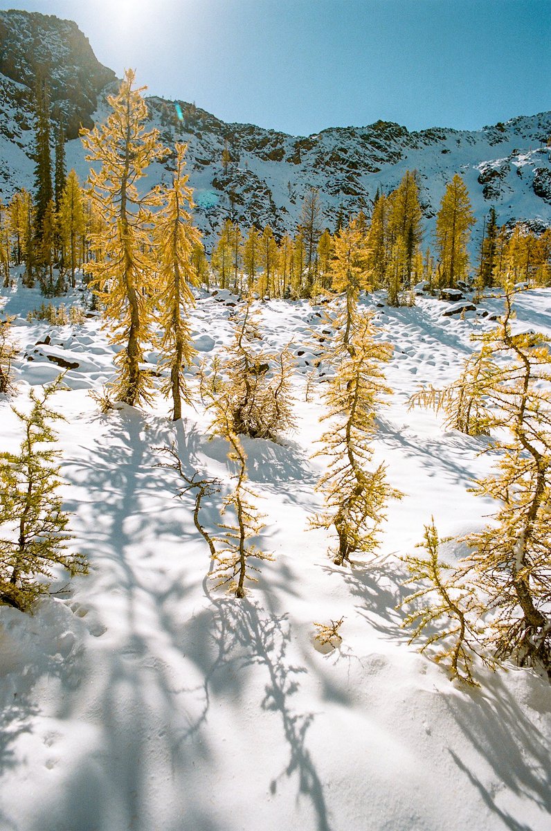 Lurkerlife's tweet photo. A stroll through the larches on Kodak Ultramax https://t.co/a5doLb9BZW