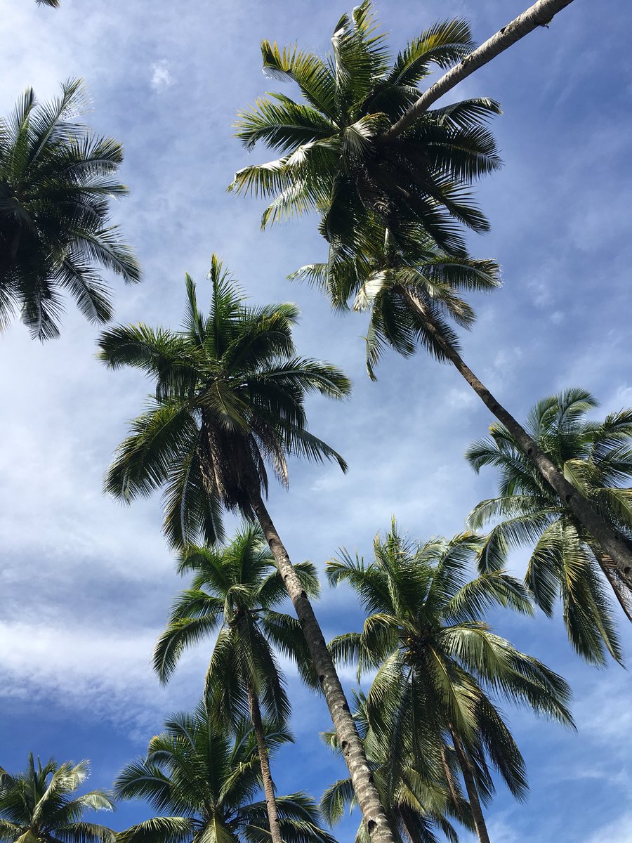 ygorpablito's tweet photo. Pabukid kay mag plant og coconut and some fruit bearing trees maka happy https://t.co/CV1UGGSkfq