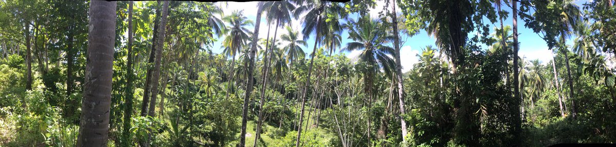 ygorpablito's tweet photo. Pabukid kay mag plant og coconut and some fruit bearing trees maka happy https://t.co/CV1UGGSkfq