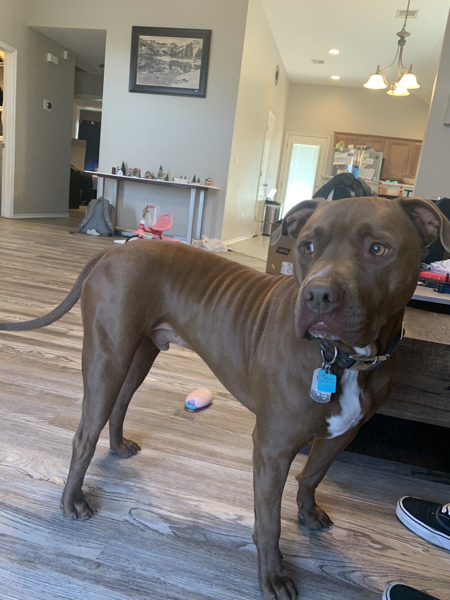 ShobeKnowsWorst's tweet photo. In another consumer report, my girlfriend’s 3-year-old said he was “bad, dumb, and ugly” and has me questioning if I really want this dog anymore https://t.co/1OiCQL9S8y