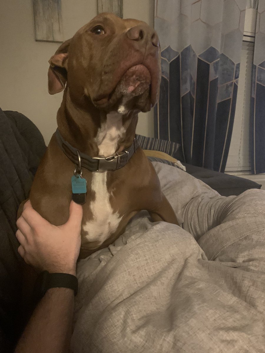ShobeKnowsWorst's tweet photo. In another consumer report, my girlfriend’s 3-year-old said he was “bad, dumb, and ugly” and has me questioning if I really want this dog anymore https://t.co/1OiCQL9S8y