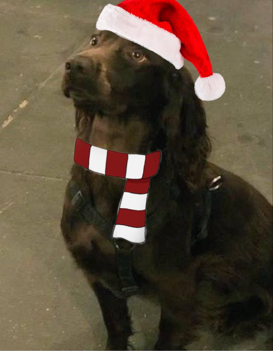 bobbyhiddles's tweet image. Bobbychristmas 🎄🤎🐶