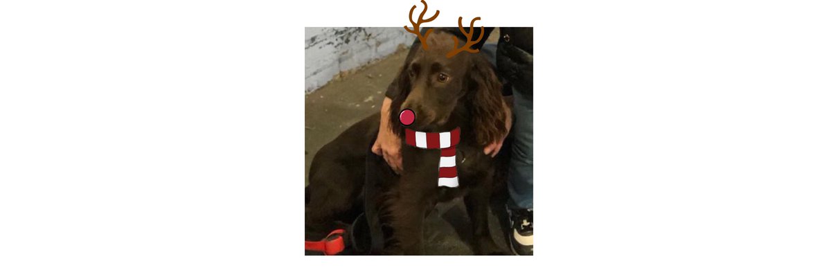 bobbyhiddles's tweet image. Bobbychristmas 🎄🤎🐶