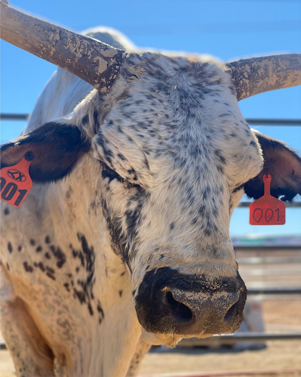 PBR's tweet photo. The back-to-back YETI World Champion Bull is ready for his final appearance at the PBR World Finals before entering retirement. https://t.co/FIwoxLtSDE