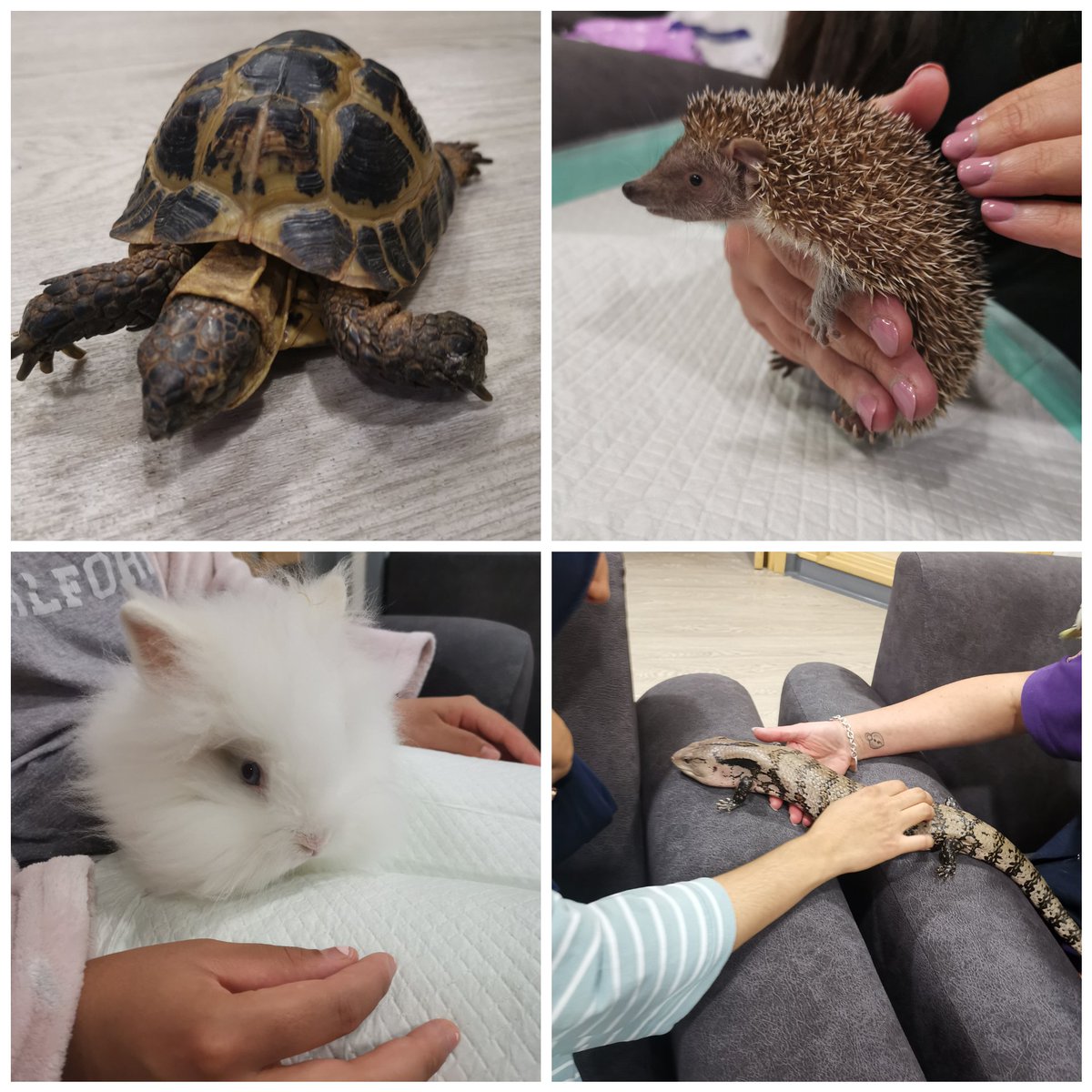 OT_EmmaG's tweet photo. Fantastic morning on Andersen Ward with @Home_Safari! Thanks so much. 
Monday mornings are now the best mornings!! 🤩
Today's highlight was charge nurse Simon being chased by Kiwi🏃‍♂️🐦😂 #pettherapy @OT_LauraF @Andersen_AdeleB @AdamMorrisRMN https://t.co/WzIjQntsDN