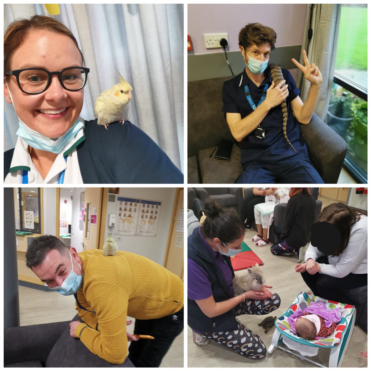 OT_EmmaG's tweet photo. Fantastic morning on Andersen Ward with @Home_Safari! Thanks so much. 
Monday mornings are now the best mornings!! 🤩
Today's highlight was charge nurse Simon being chased by Kiwi🏃‍♂️🐦😂 #pettherapy @OT_LauraF @Andersen_AdeleB @AdamMorrisRMN https://t.co/WzIjQntsDN