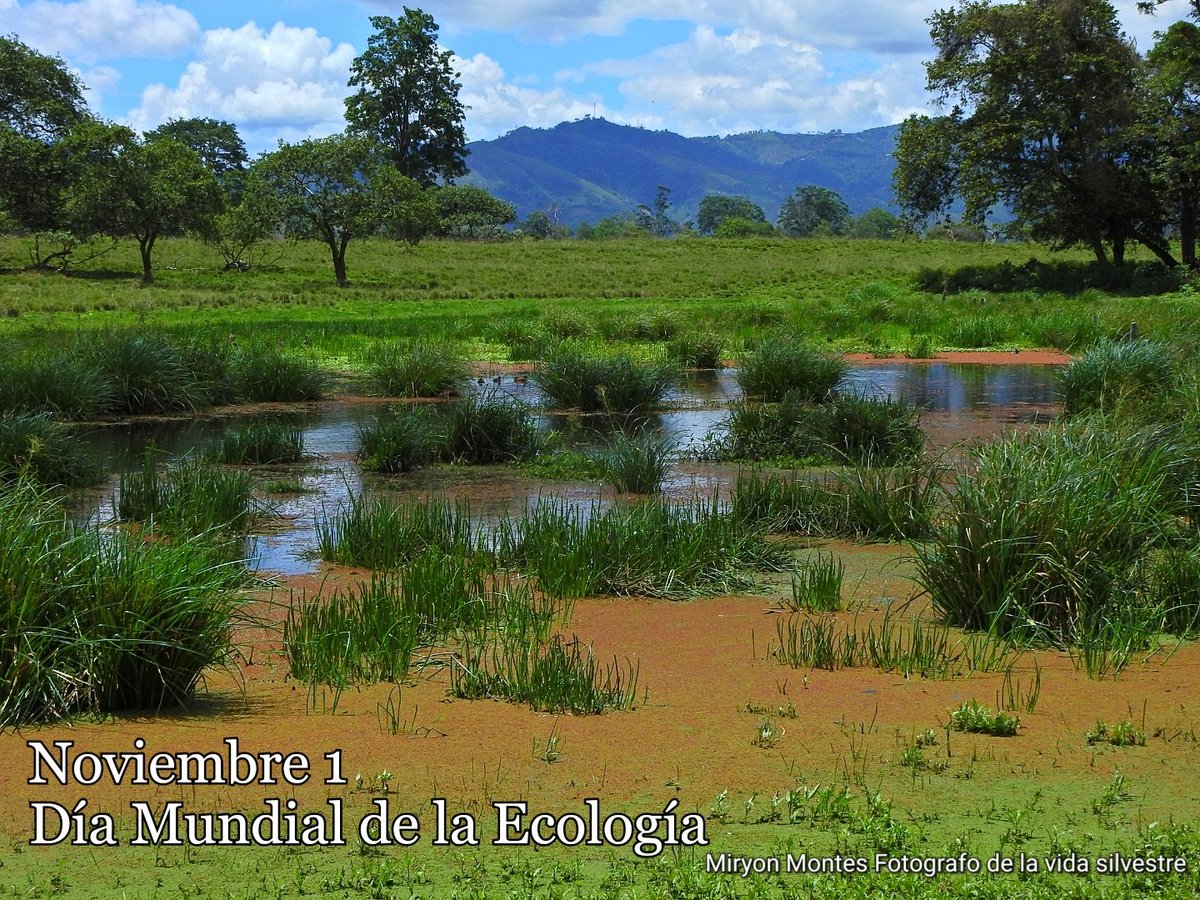 MiryonMontes's tweet photo. Noviembre 1 Día Mundial de la Ecología
Lugar humedal la coneca pitalito huila 
#avesdelmacizocolombiano https://t.co/wfHAKjvPPs