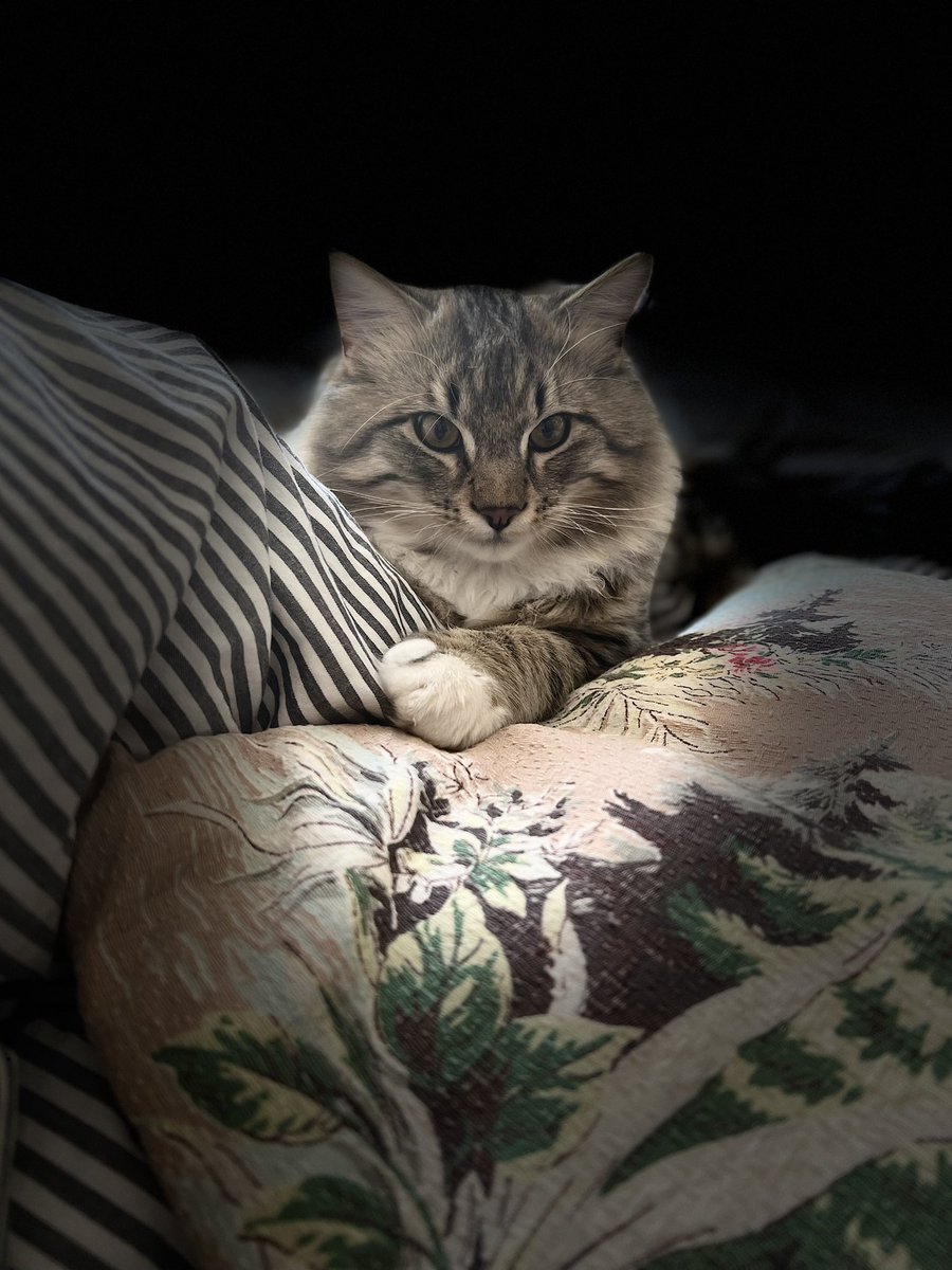 Cooper_Lechat's tweet photo. Mama tried out her new camera on me but Iโm not sure what Iโm supposed to do?๐คฉ๐ฝ#lookcute #spotlight #CatsOfTwitter #mondaythoughts https://t.co/2cjcEvNloN