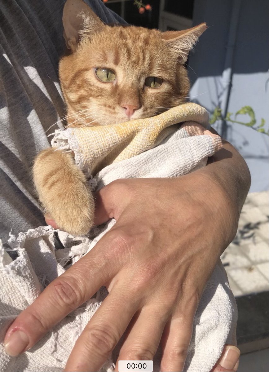 sokakcanlarim's tweet photo. Bu yakışıklı Ginger ❤️ Bugün klinik önünde güneşlendi. 86 gündür klinikte. Hiç güneş görmedi, kelebek kovalamadı ve koşmadı. Ne yazık ki Nöro fip hastası.Vücudu Gs ilaçlara direnç gösteriyor. Beynindeki hasarı onarmak için Nüks dozu vuruluyor.1 ilacı için 500TL açığımız var. https://t.co/T3Fbj9MT8z