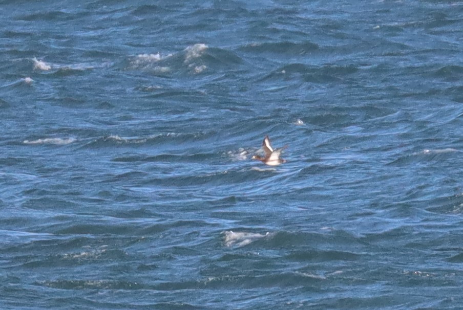 Spinkybird's tweet photo. Greater #Scaup (I think), past Cley this morning... difficult ducks at distance #ThreeDs
@RareBirdAlertUK https://t.co/62M52K8MFT