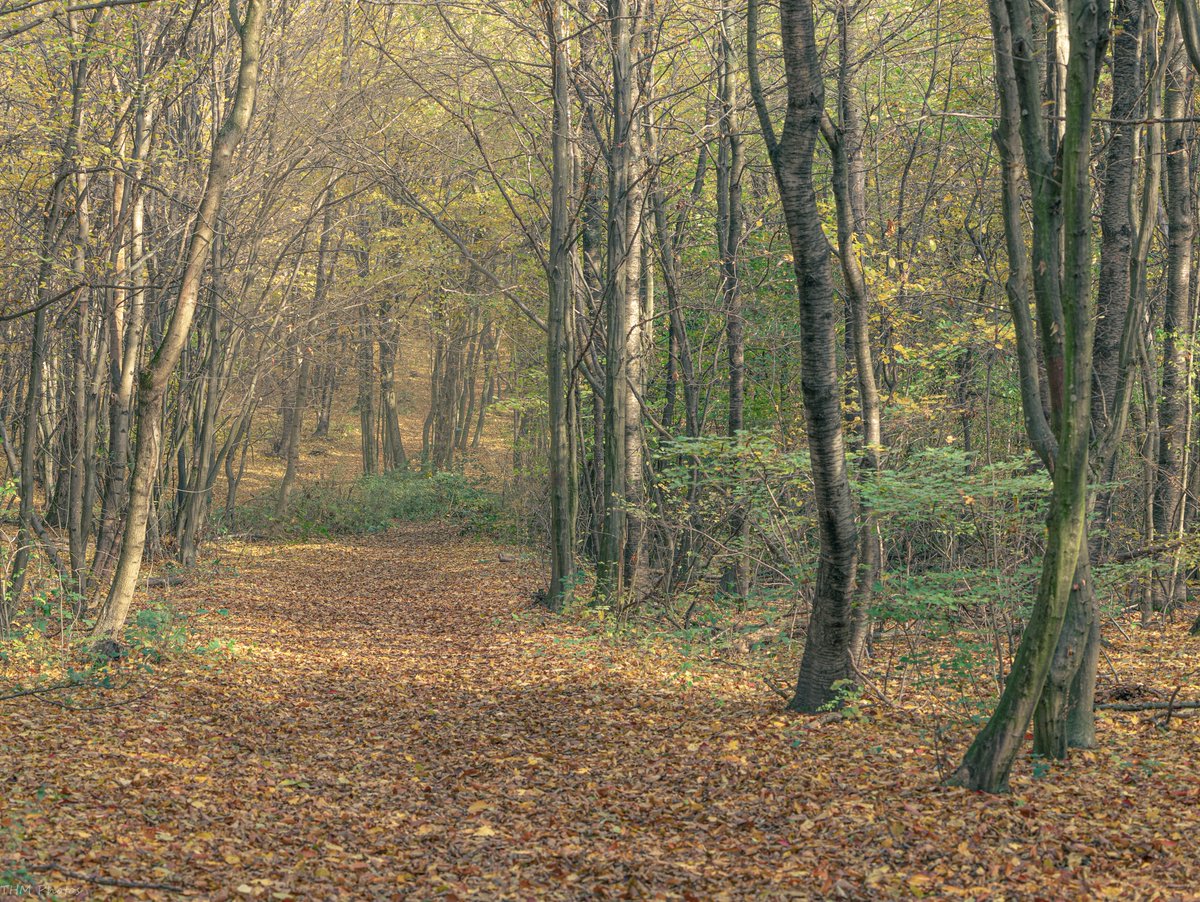 MichaelTh1985's tweet photo. Leithagebirge #Wald #Waldspaziergang #Forest #Forestwalk #Woodland #Woodlandwalk #Wandern #Hiking #Woodlandphotography #Landscapephotography #Landschaftsfotografie https://t.co/jIgByexjOf