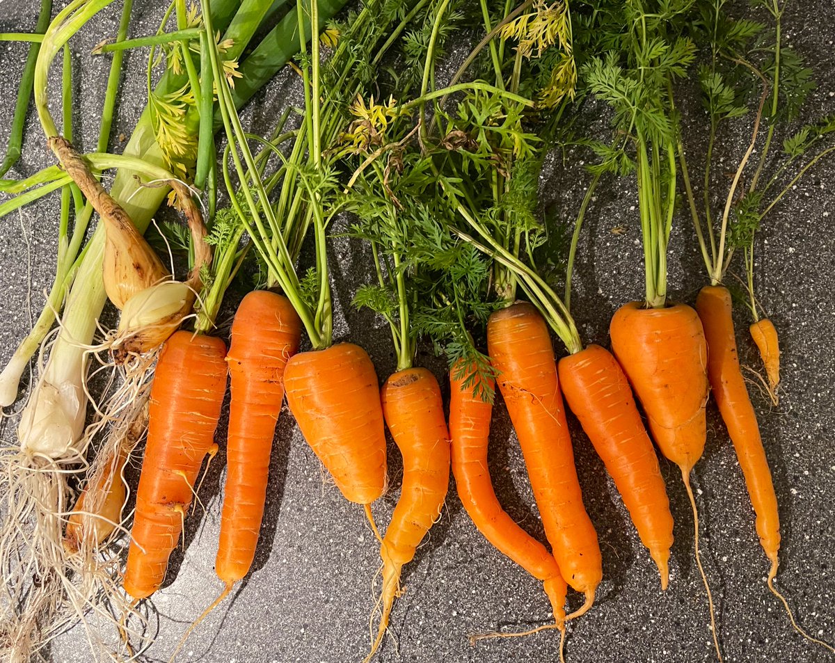 BeaRoseUK's tweet photo. 4. The final harvest. A diverse bunch.
#100photos100days #morot #stugaliv https://t.co/ib05OhKJta