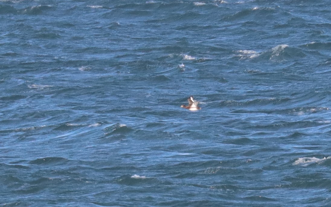 Spinkybird's tweet photo. Greater #Scaup (I think), past Cley this morning... difficult ducks at distance #ThreeDs
@RareBirdAlertUK https://t.co/62M52K8MFT